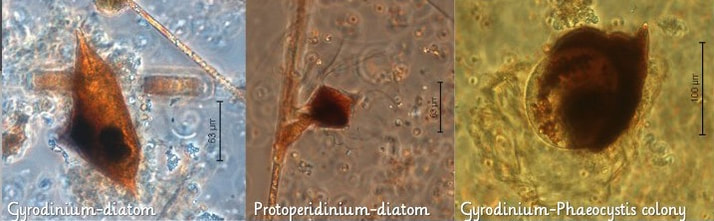 Phagotrophic Dinoflagellates